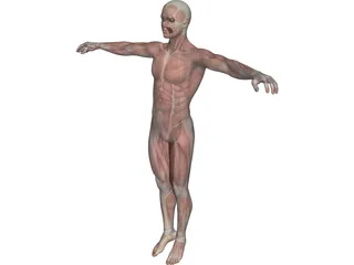 Piel y anatomía masculina de cuerpo completo Modelo 3D $599 - .3ds .blend  .c4d .fbx .ma .obj .max .lxo .unknown - Free3D