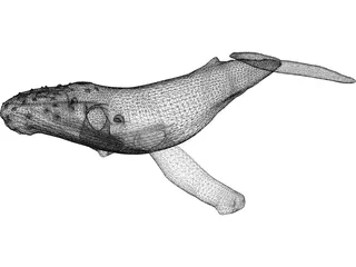 Whale Humpback 3D Model