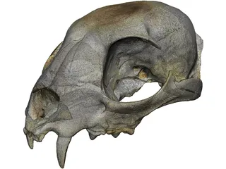 Lynx Skull 3D Model