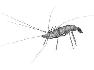 Shrimp 3D Model