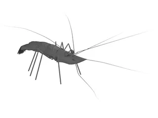 Shrimp 3D Model