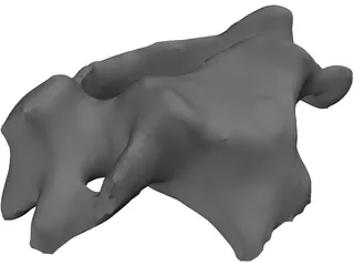 Vertebra 3D Model