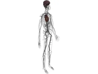 Circulatory System with Heart, Thymus and Brain 3D Model