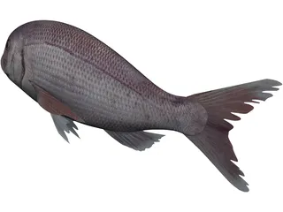 Black Sea Bass 3D Model